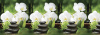 Фартук "Белая орхидея" 600*3000мм АБС 